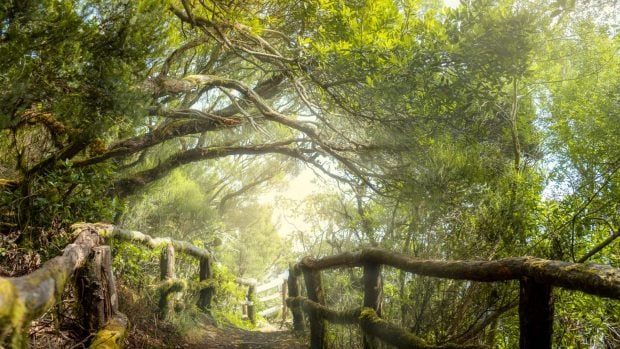 Bosque de laurisilva. 