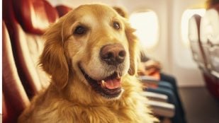 Viajar con perros y gatos por la UE