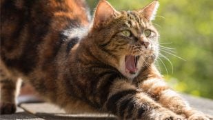 El gato se estira cuando te ve