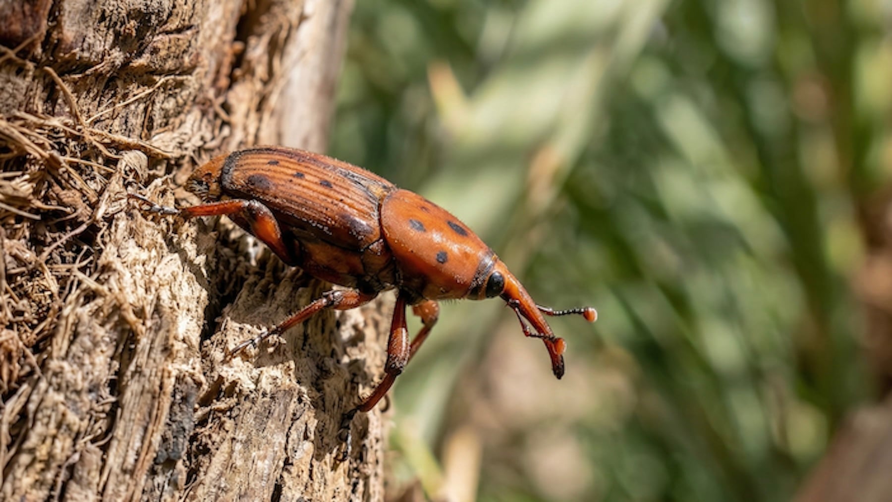 Los expertos alzan la voz por la plaga del picudo rojo en Asturias: dicen que 2026 será el peor año para las palmeras