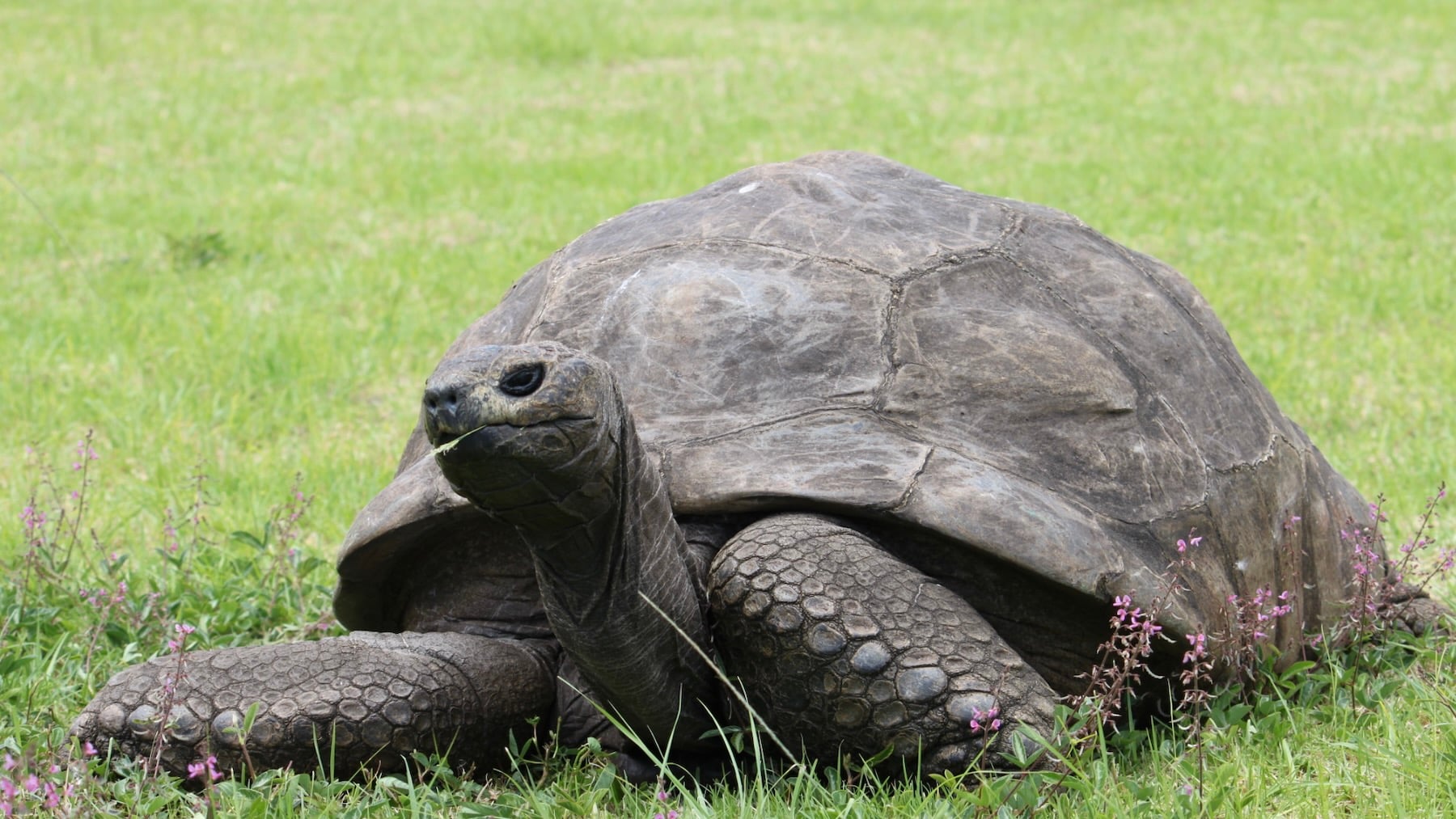 Fotografia de la tortuga Jonathan. Imagen: Kevstan.