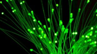 Plantas bioluminiscentes