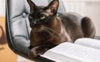 Gato recostado en una silla al lado de un libro. (Foto: Freepik)