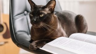 Gato recostado en una silla al lado de un libro. (Foto: Freepik)