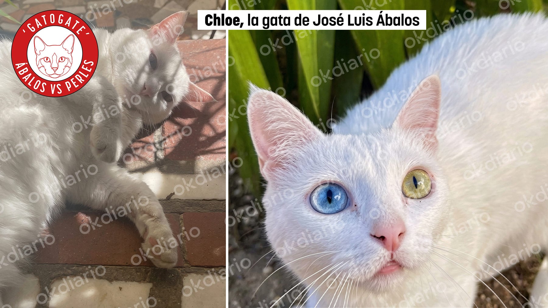 El vídeo inédito de la gata de la disputa: Chloe