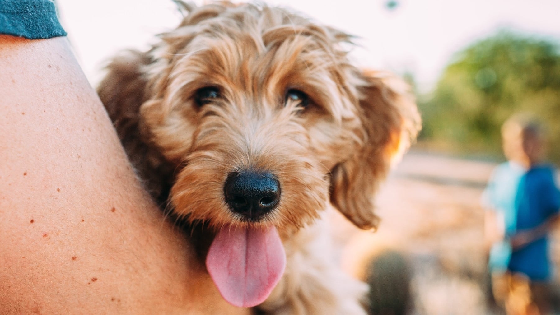 La Ley confirma el palo a los dueños de perros en España: pueden prohibir mascotas en las comunidades de vecinos