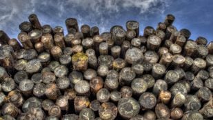 Corea descompone lignina sin usar hidrógeno, descubrimiento científico Corea, Corea genera combustible con madera sin usar hidrógeno, Corea resuelve uno de los problemas científicos de la biomasa.