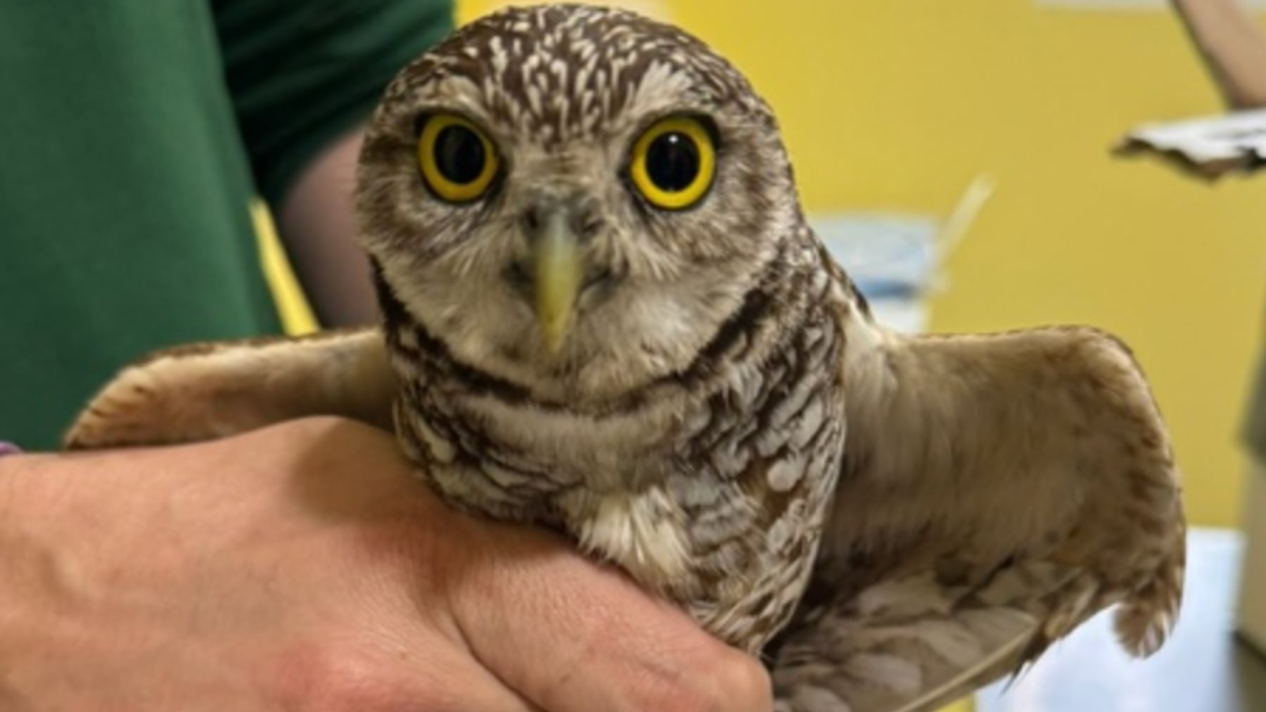 Bombazo para la esperanza en la zoología española: recuperan en Murcia dos raros mochuelos extraviados desde EEUU