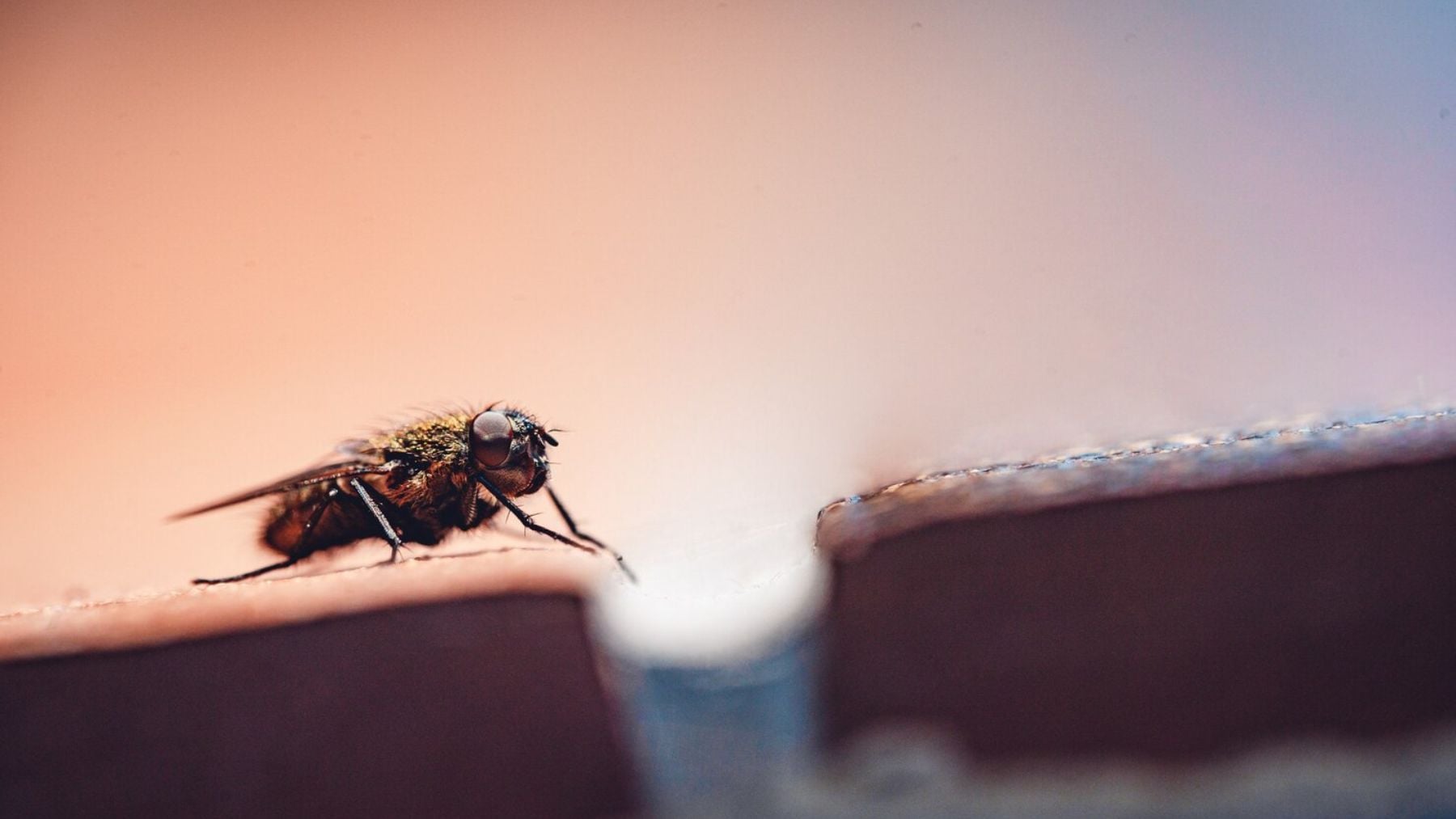 Adiós a los productos químicos: el sorprendente truco profesional para mantener tu casa sin insectos esta primavera