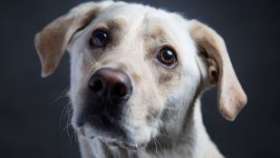 Perro, animales, mascotas