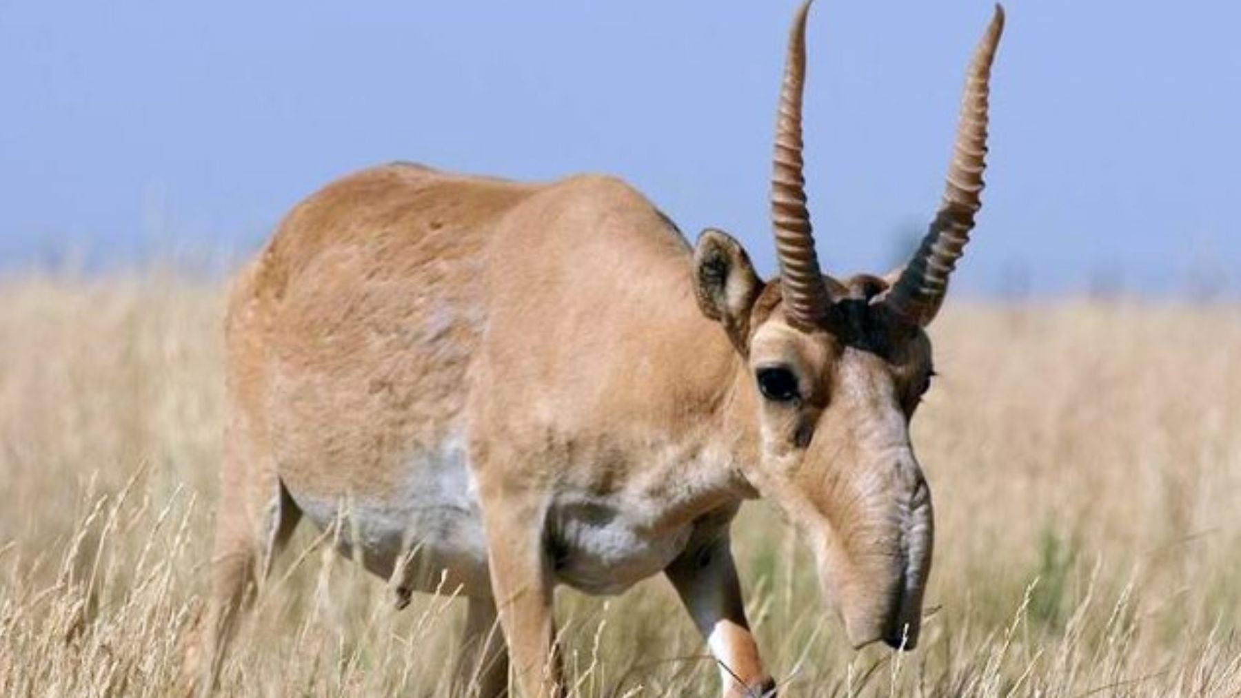 Hito para la esperanza: la ONU confirma que 7 especies migratorias mejoran su estatus de conservación en 2026