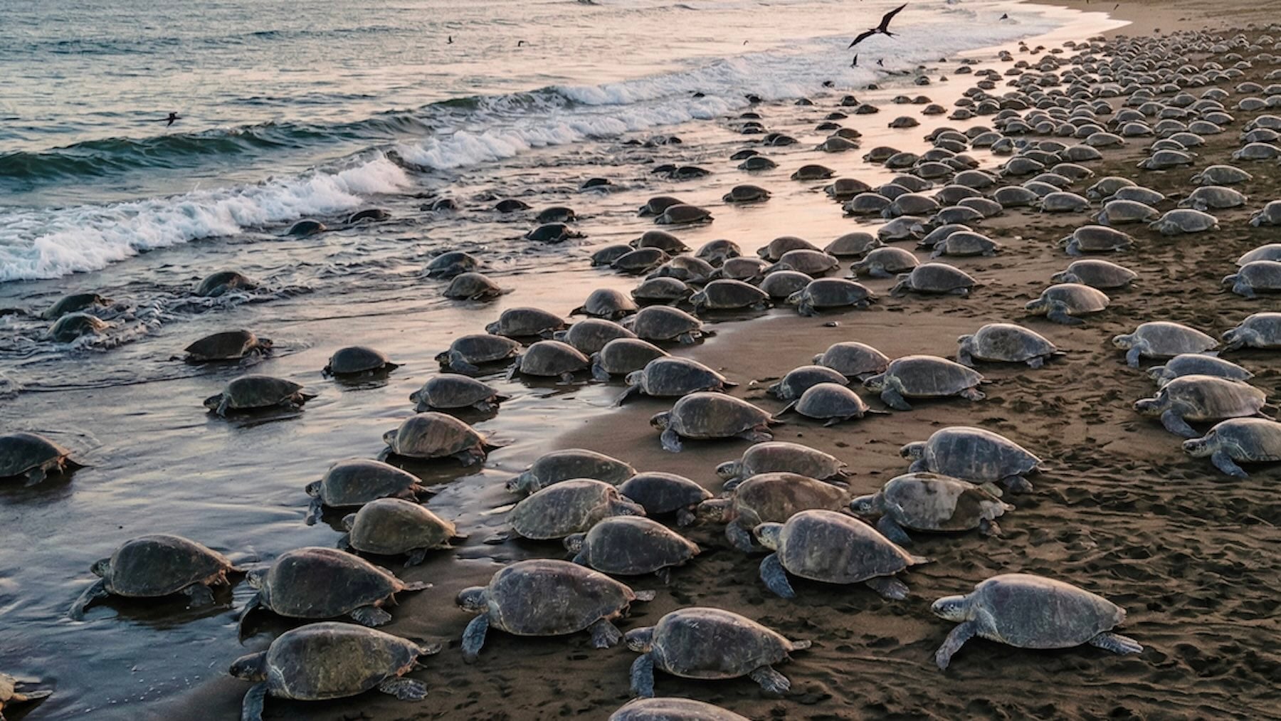 Panamá va en serio y coge el toro por los cuernos: ha liberado 340.000 tortugas al mar en 2025, y no quiere parar