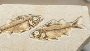 fósiles de peces, paleontología