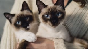 Gatos siameses. (Foto: Freepik)