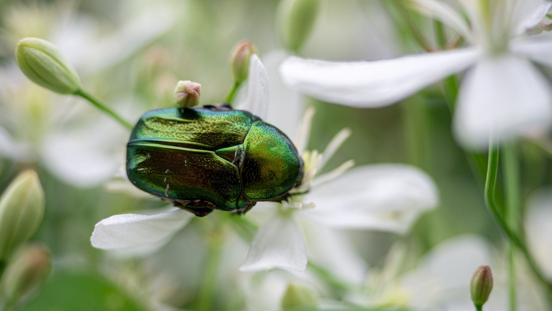 Los biólogos no dan crédito pero han encontrado por primera vez en Ecuador un escarabajo prehistórico que excava túneles en la madera y se alimenta de hongos