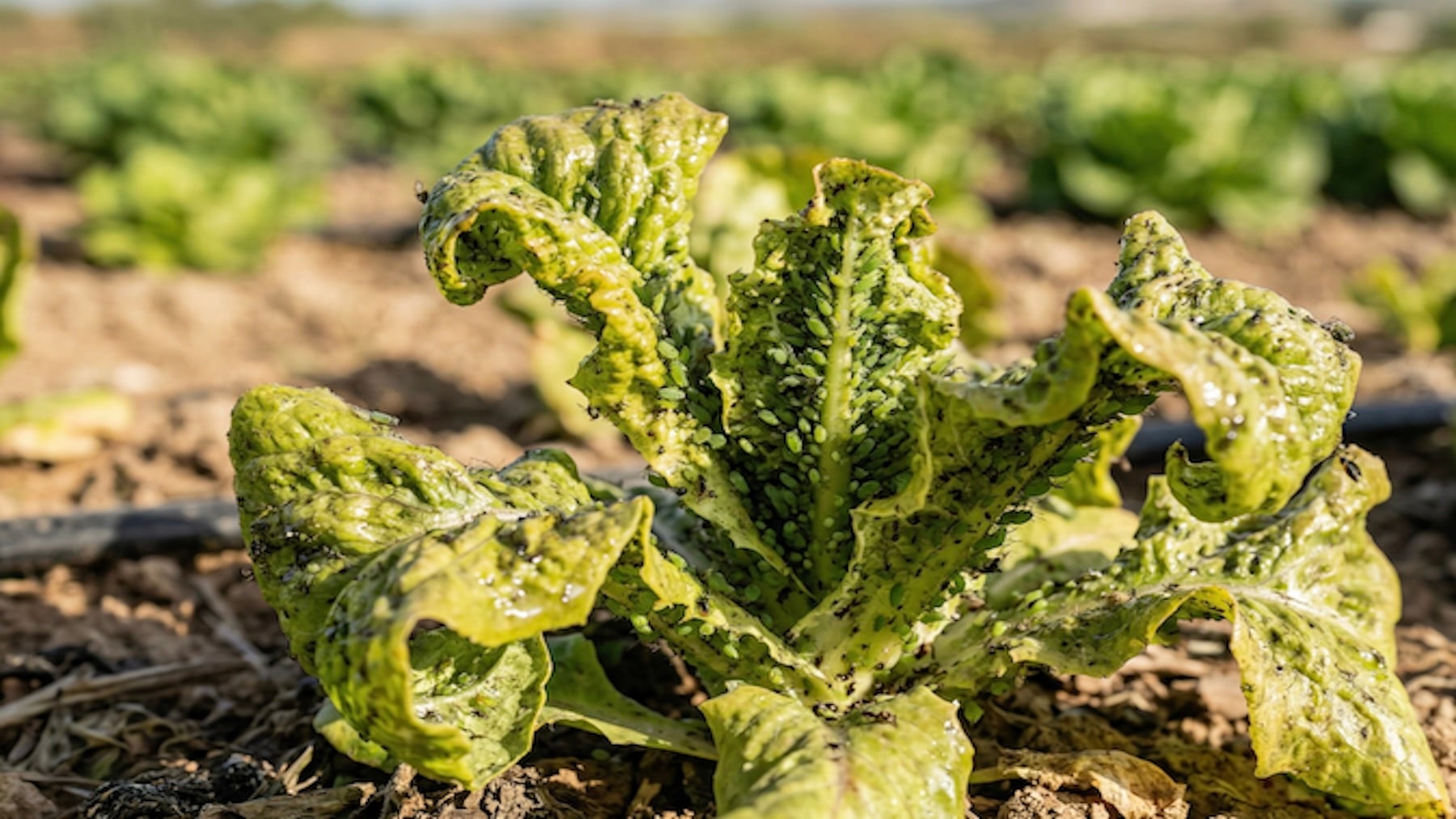 Crece la preocupación entre los agricultores murcianos: piden cambios en la gestión de los fitosanitarios contra las plagas
