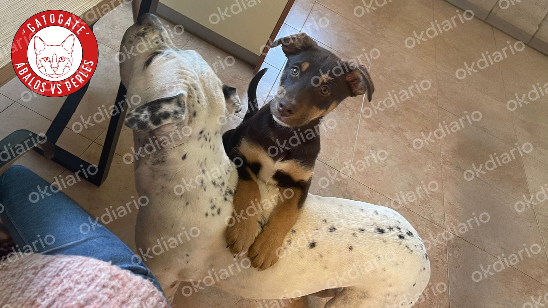 Chloe, Sacha y Roma: las mascotas que esperan a José Luis Ábalos fuera de prisión