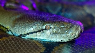 Serpientes, perder peso, curiosidades, ciencia