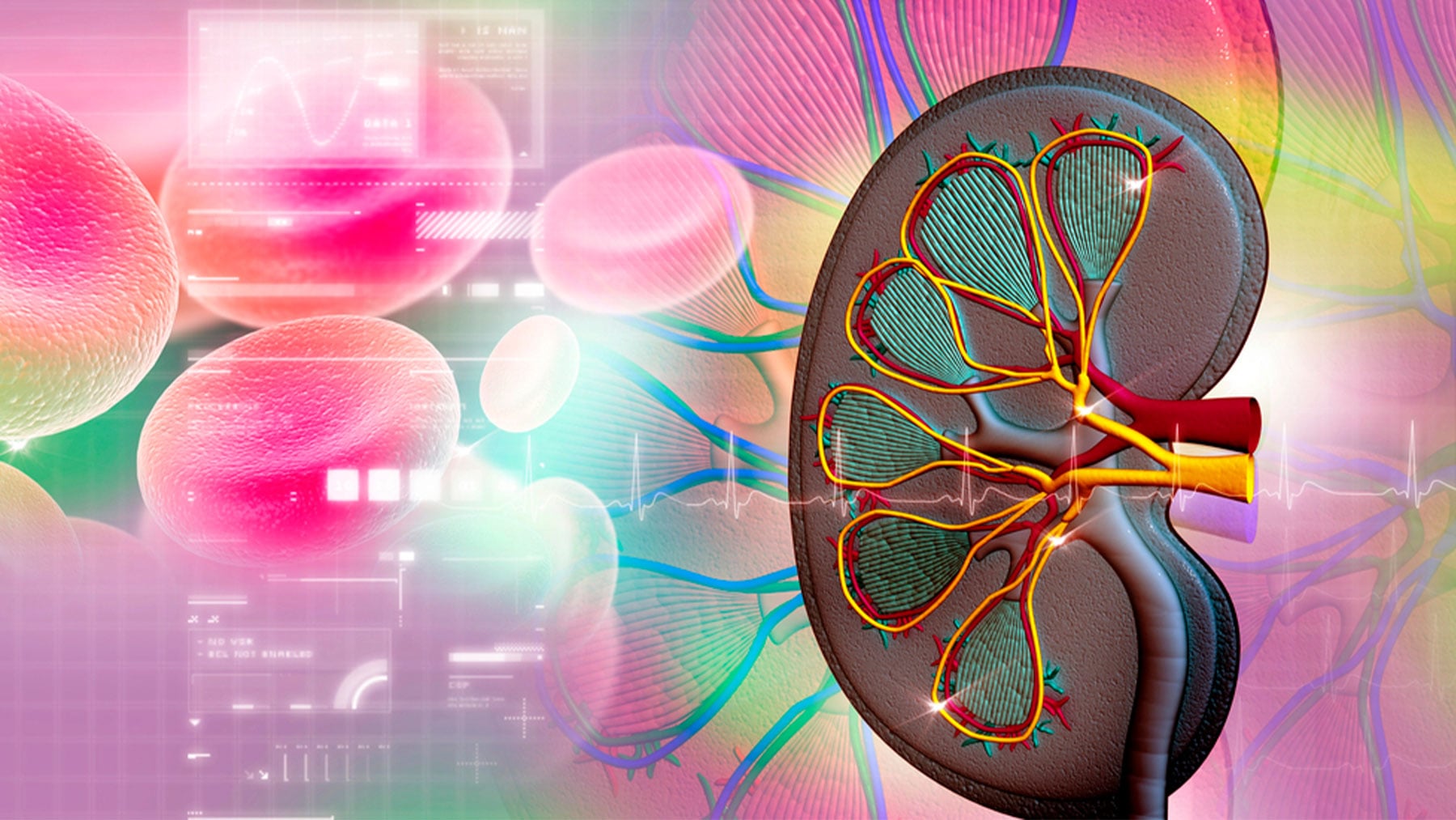 Jaque al cáncer de riñón en un único tratamiento: más cerca de una terapia dirigida e inmunoterapia