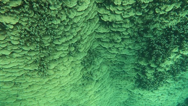 Vista superior de la pared del coral. Foto: NOAA Fisheries.