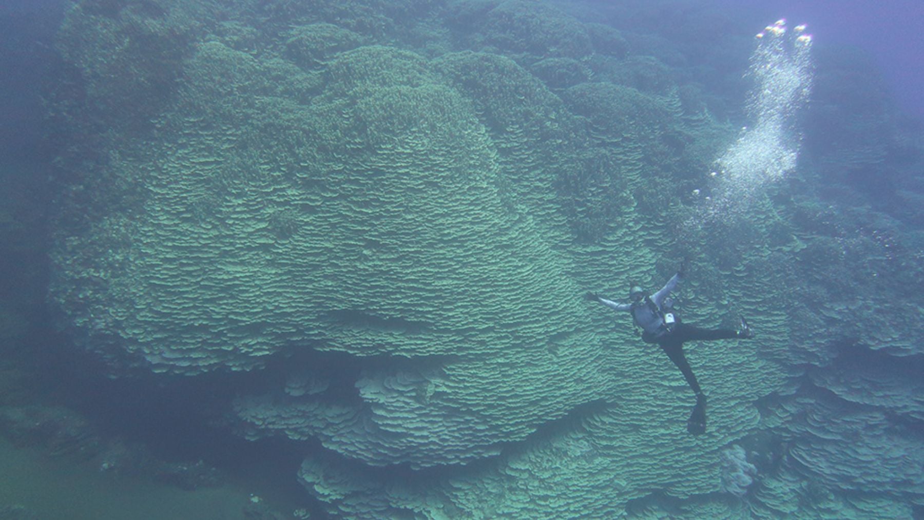 Un investigador de la NOAA nada frente al enorme coral en la Fosa de las Marianas. Foto: NOAA Fisheries.