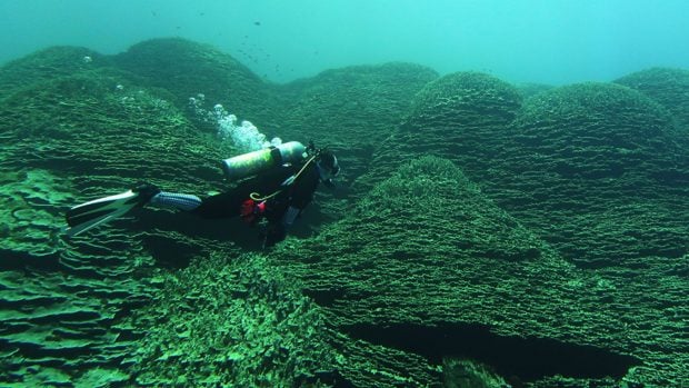 Investigador nadando sobre estructuras en forma de cúpula en la parte superior del coral. Foto: NOAA Fisheries.