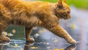 gatos esperanza de vida