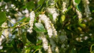Pelusa blanca parece algodón