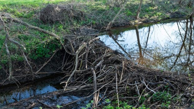 Presa construida por castores.