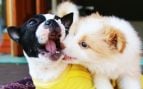 Perro favorito de los españoles