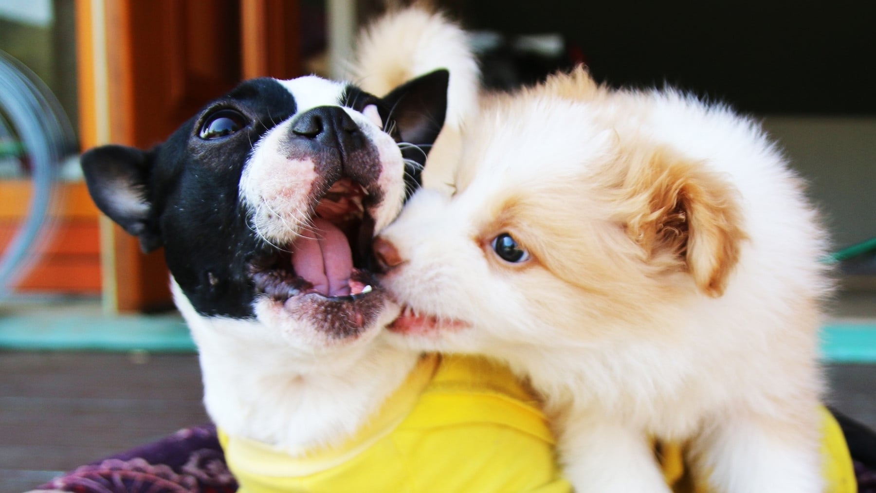 Adiós al Labrador: el perro favorito de los españoles es esta raza y estos son los motivos