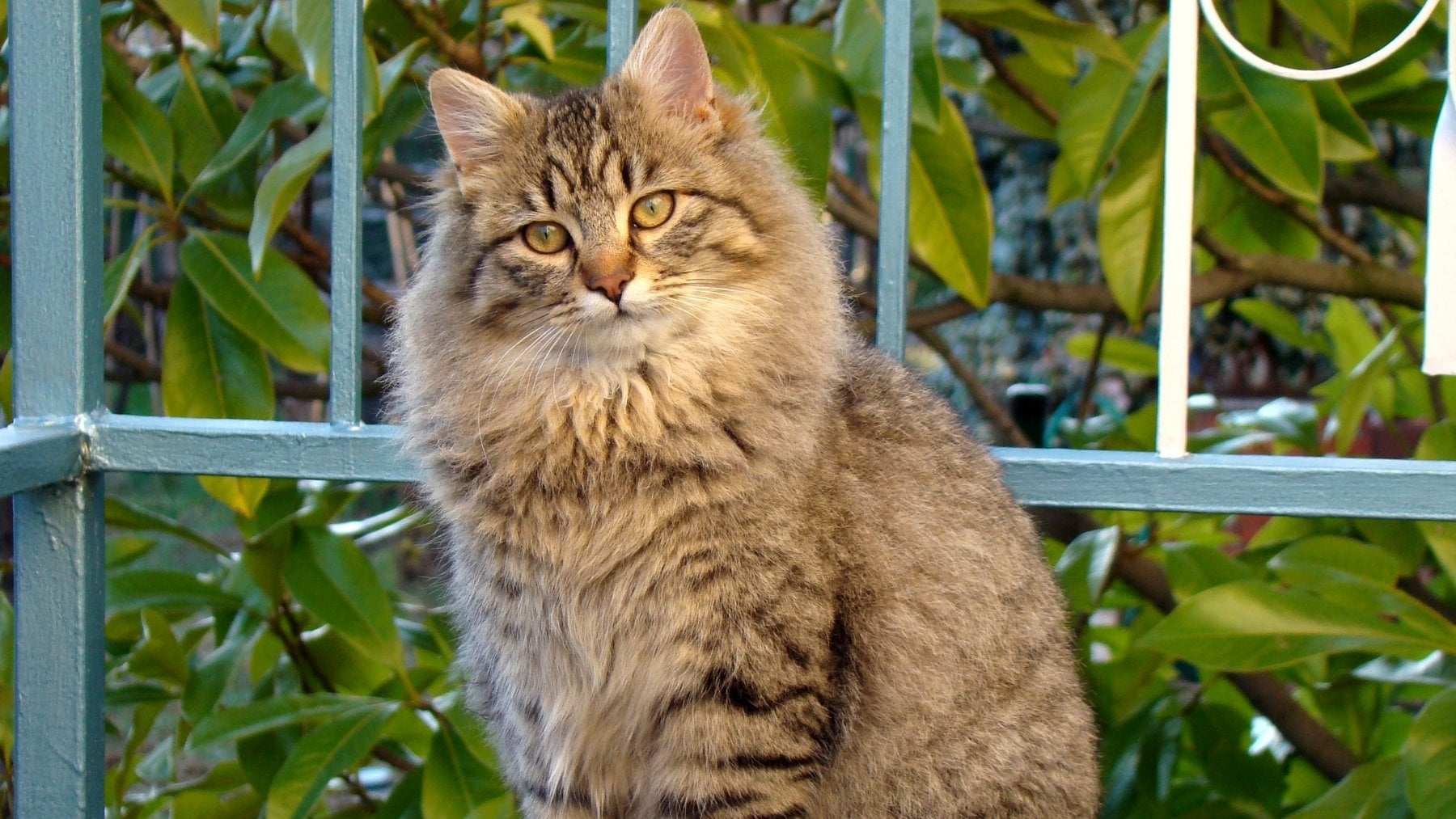 La ciencia cuenta toda la verdad sobre si los gatos pueden predecir el tiempo