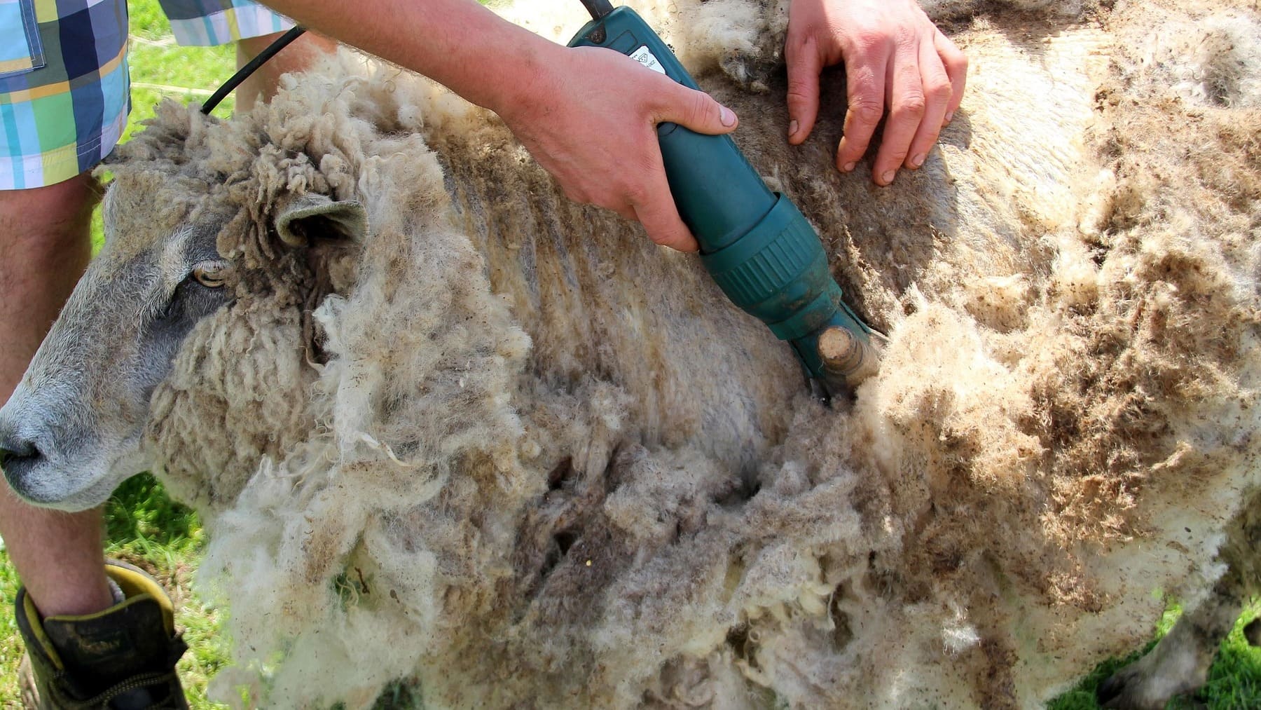 Los expertos ponen el grito en el cielo: cada año se desperdician 2.400 toneladas de lana de oveja en Escandinavia