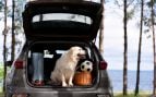 Perros, animales, mascotas