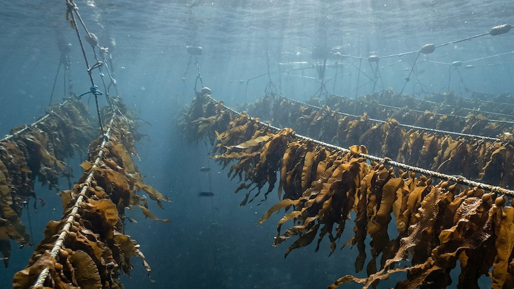 Recreación granja marina de macroalgas en Suecia.