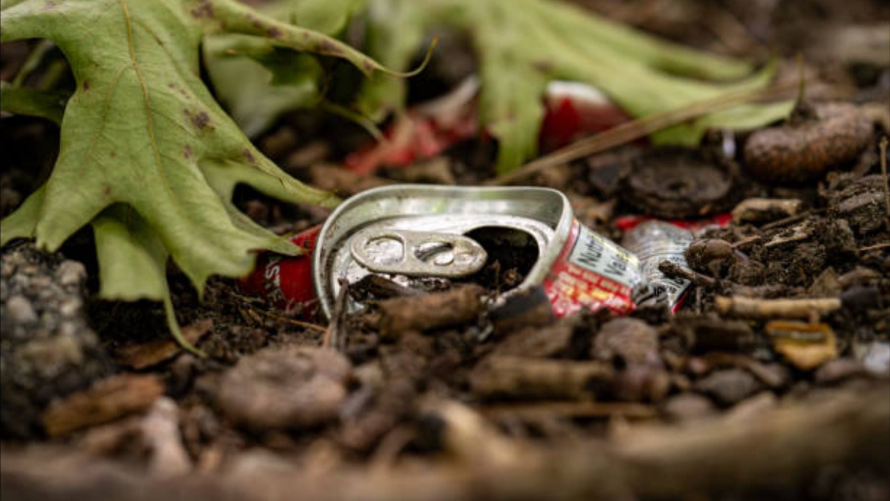 Dos turistas encontraron una lata tirada en el bosque y pensaron que era basura pero estaba valorada en 330.000 dólares: tenía 600 monedas de oro antiguas dentro
