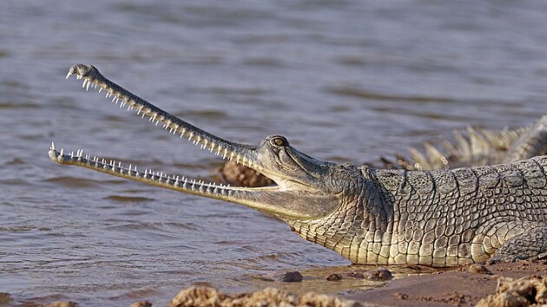 Gavial. Foto: Wikimedia Commons / CC BY-SA 4.0 / Charles J. Sharp
