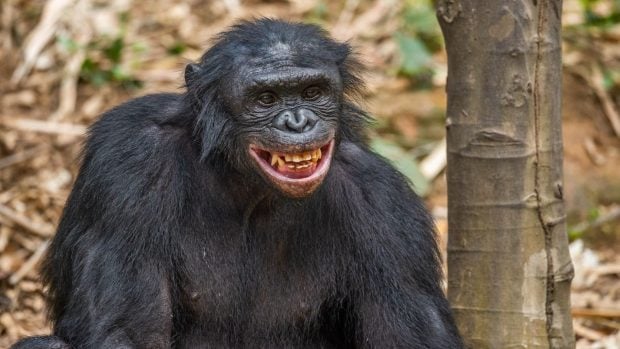 mono con expresión facial