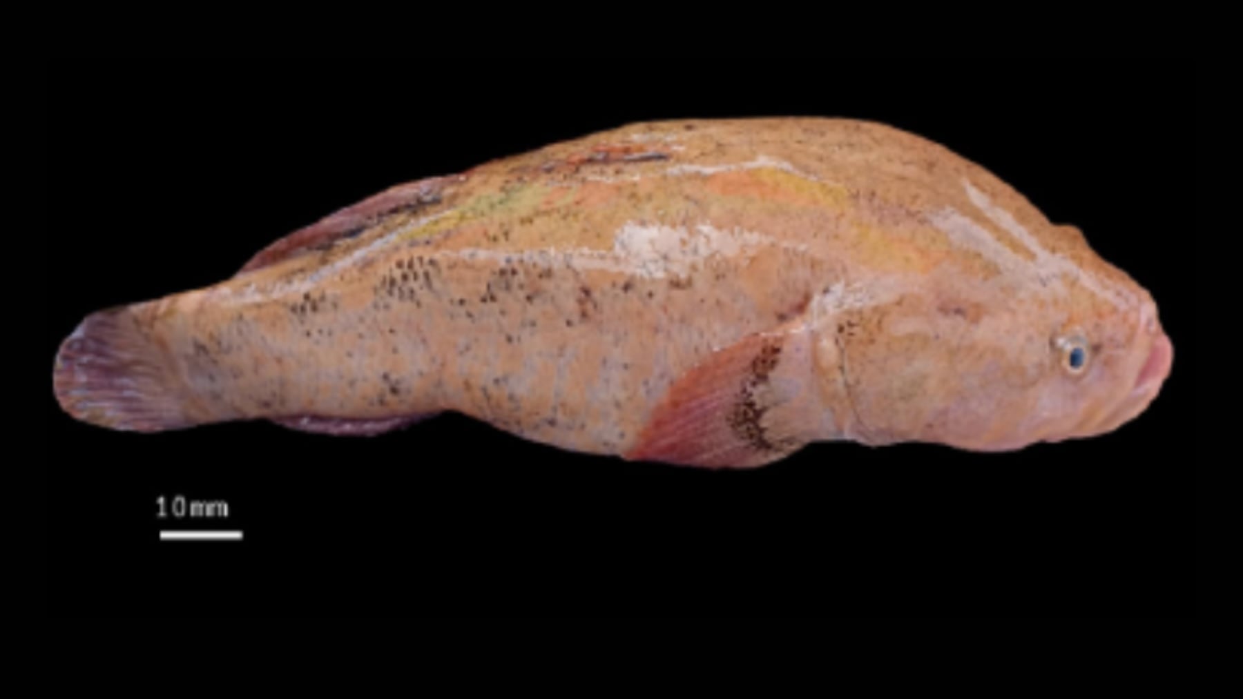 Bombazo en la zoología mundial: documentan por primera vez un pez con leucismo en un río de Ecuador