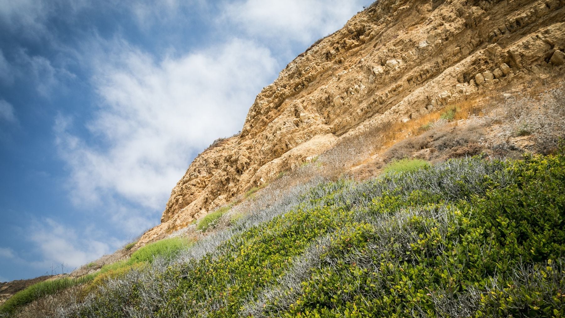 Plantas en una montaña. Foto: Freepik