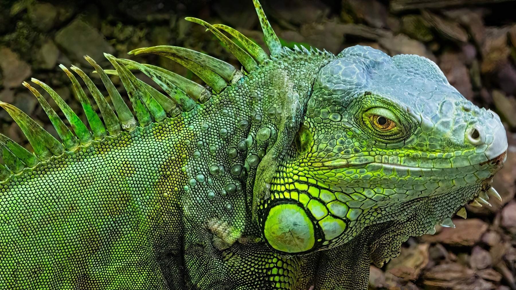 Suena a pesadilla pero es real: hallan a cientos de iguanas en un estado tan deplorable que los expertos temen lo peor