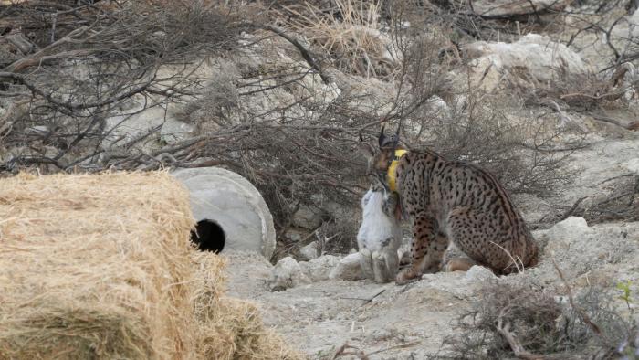 Uno de los linces, tras cazar un conejo. (Foto: Pablo Lozano / Gobierno de Aragón.