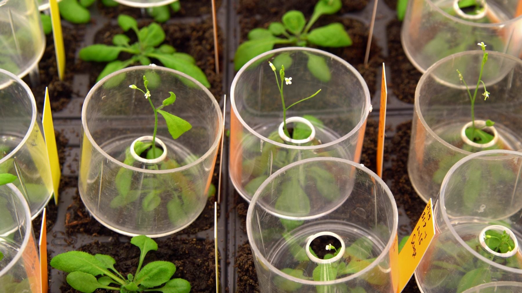 Arabidopsis thaliana.