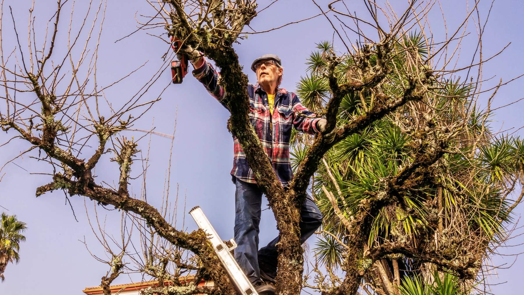 El Código Civil lo avala: puedes arrancar las ramas y plantas de tu vecino si irrumpen en tu jardín en estos casos