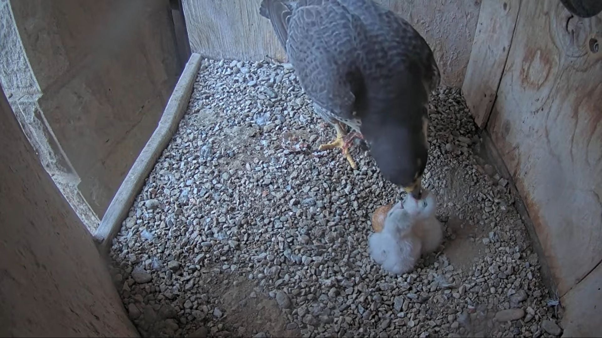 Los dos pollos de halcón peregrino en el nido de la Sagrada Familia. (Foto: Ayuntamiento de Barcelona).