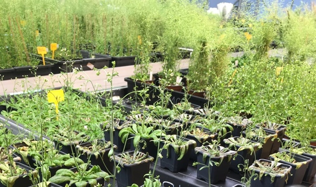 Plantas Arabidopsis thaliana en el laboratorio del IQF. (Foto: IQF/CSIC).