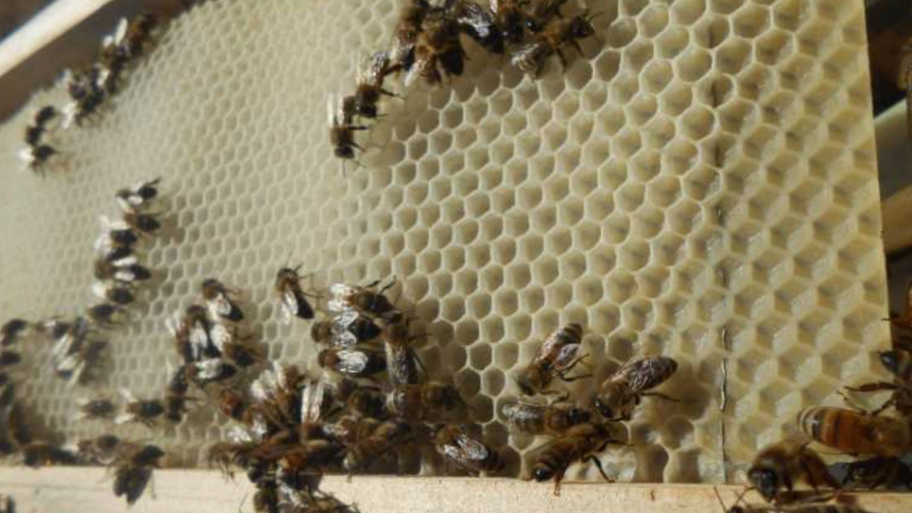 Ataque a la abeja autóctona de Ibiza: unos ladrones saquean 11 colmenas para robar huevos y larvas