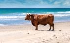vacas playas Cádiz