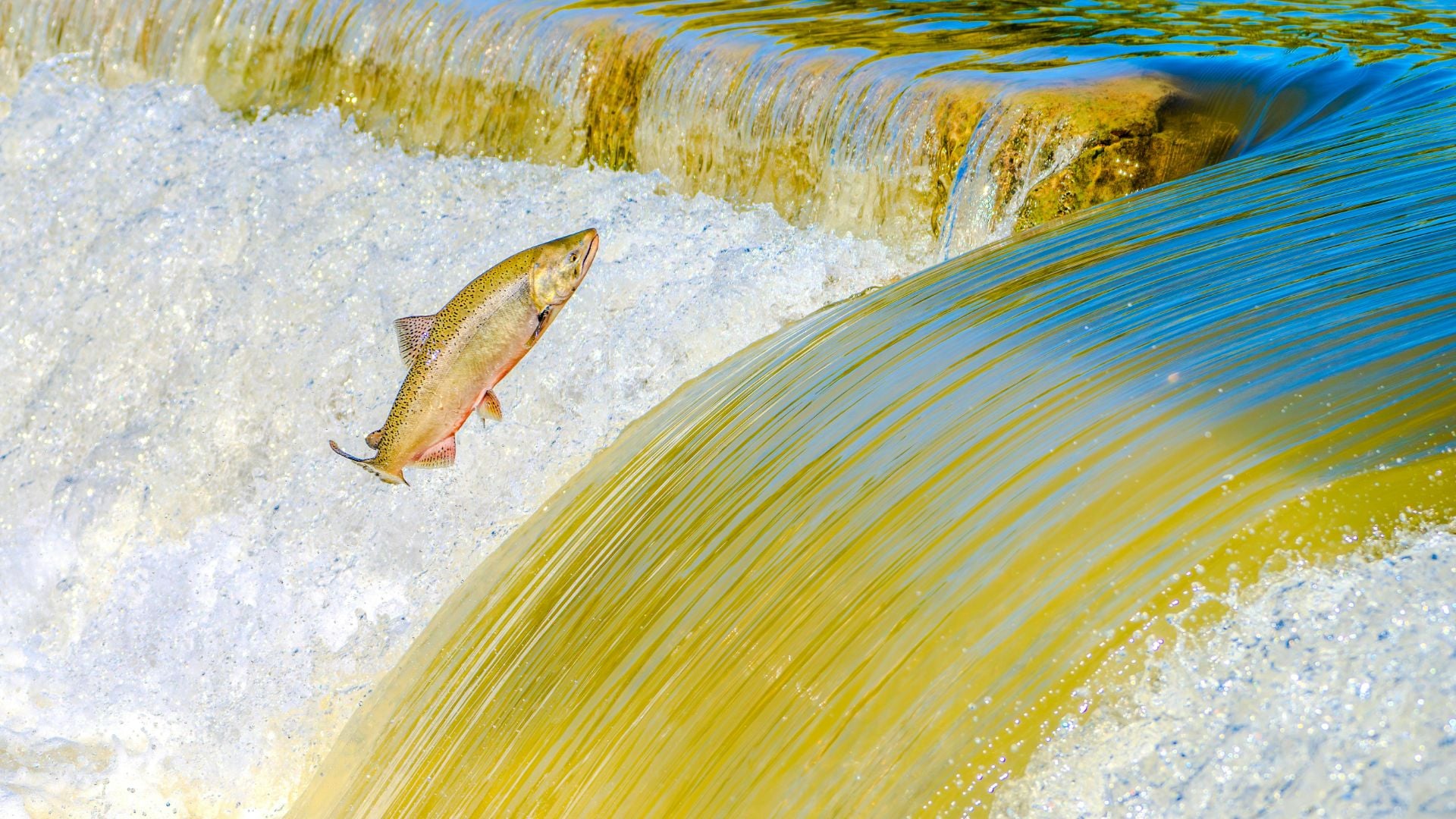 Peces como este salmón no sólo tienen que luchar contra la corriente para sobrevivir.