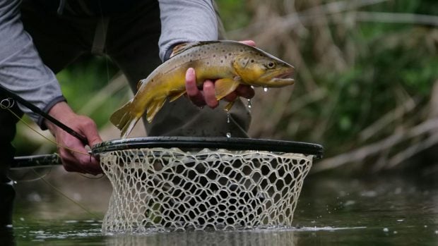 Ríos sin peces: casi la mitad de las especies europeas de agua dulce están en peligro de extinción